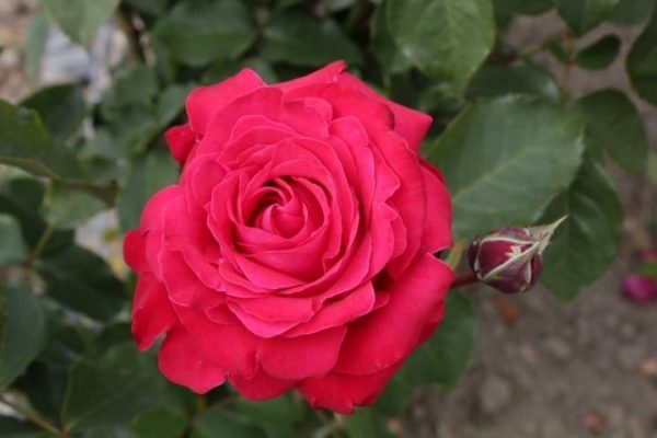 Alec's Red - Rogue Valley Roses