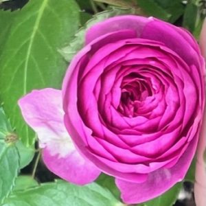 Aunt Margy's Rose™