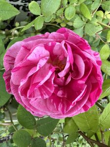 Belle Doria (Commandant Beaurepaire)