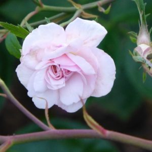 Bloomfield Abundance