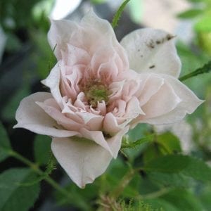 Connie Lohn - Paul Barden