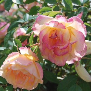 Fortune's Double Yellow (Gold of Ophir)