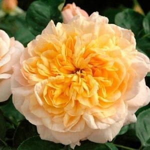 Golden Buddha - Paul Barden