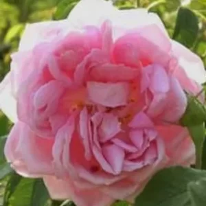 Grandma's Hat (Barbara Worl)