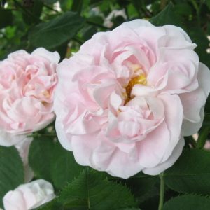 Great Maiden's Blush