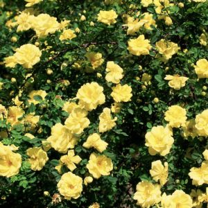 Harrison's Yellow (The Pioneer Rose)