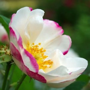 Hebe's Lip (Rubrotincta)