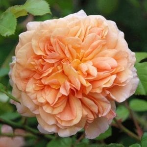 Janet Inada - Paul Barden