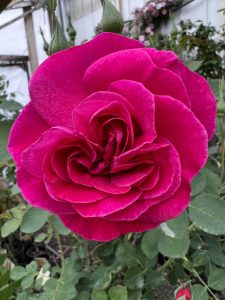 Joycie x Basye's Blueberry