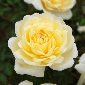 Licorice Tea - Paul Barden