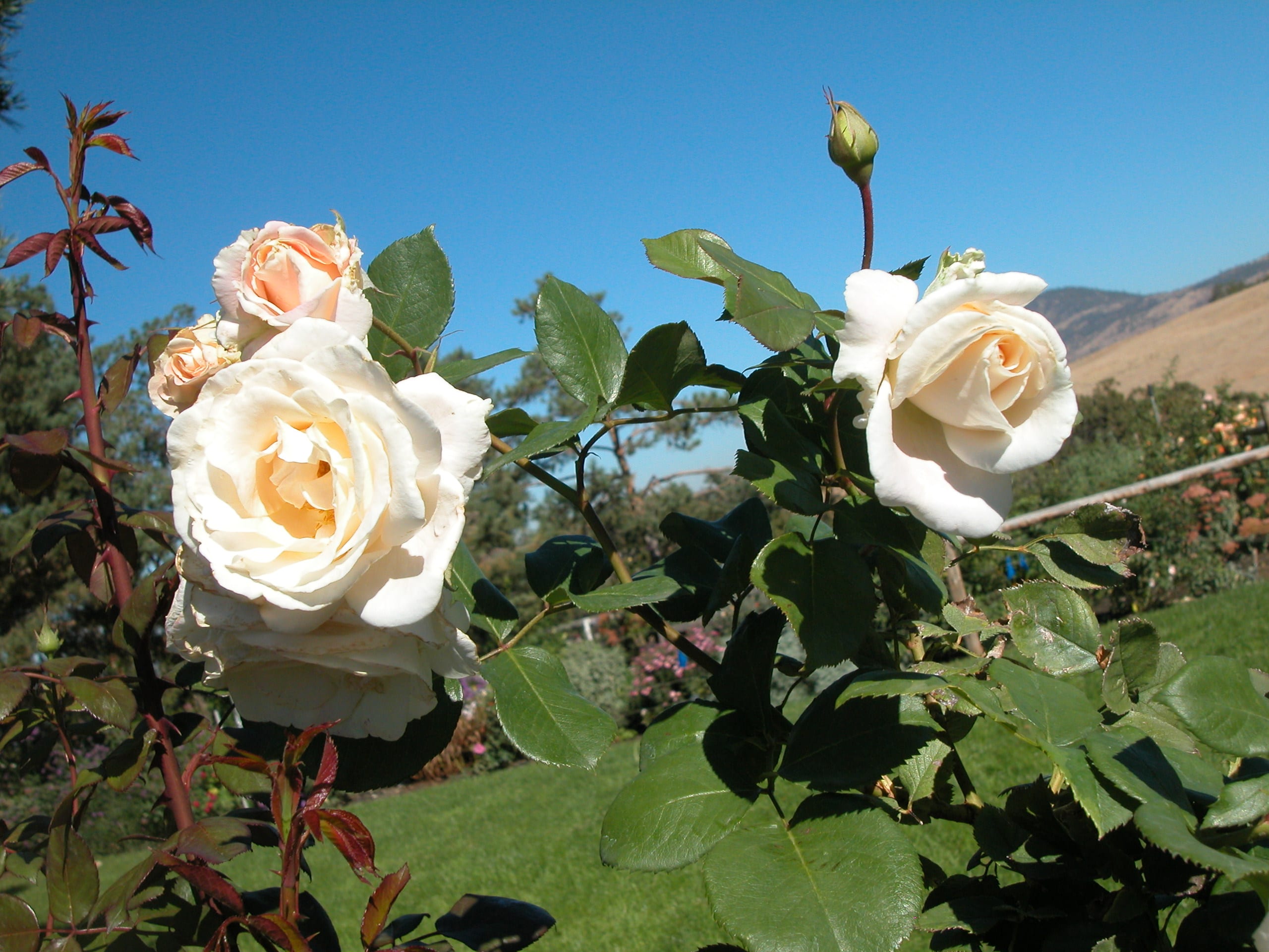 Linnea's Rose™ - Image 4