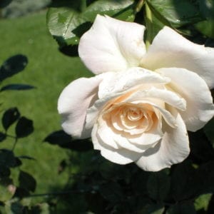Linnea's Rose™