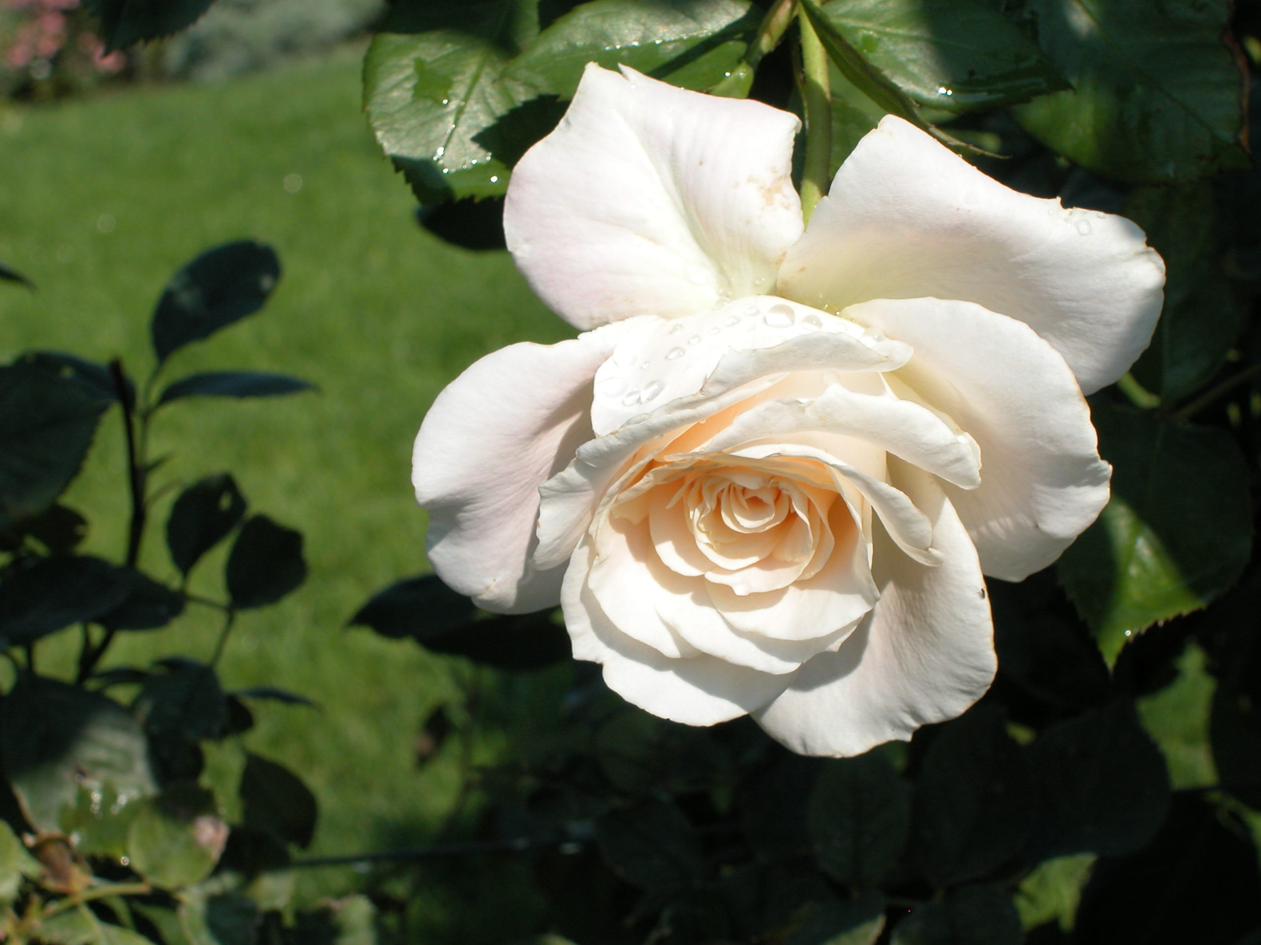 Linnea's Rose™