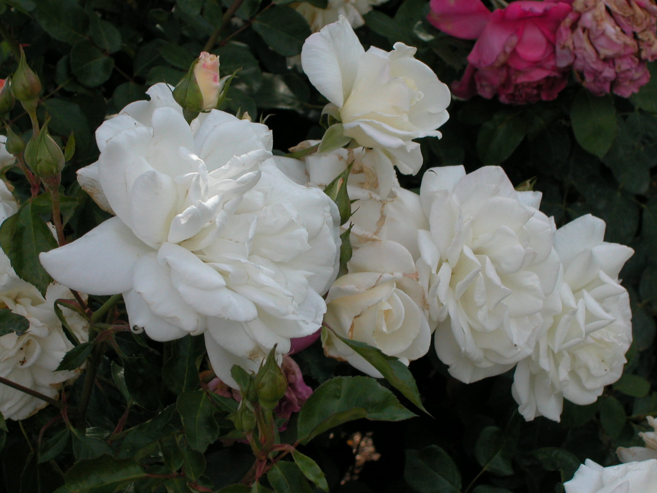 Linnea's Rose™ - Image 2