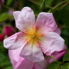 Mateo's Silk Butterflies