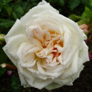 Mr. Pomeroy's Rose
