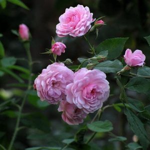 Mrs. Woods Lavender-Pink Noisette "Mount Vernon Purple Noisette"