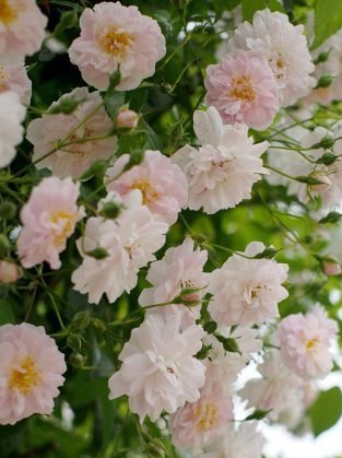 Paul's Himalayan Musk Rambler
