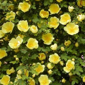 R. hugonis (Father Hugo's Rose)