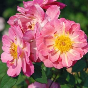 Robert's Wondrous Ruthie™