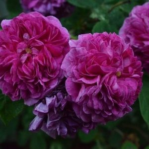 Russelianna (Old Spanish Rose)