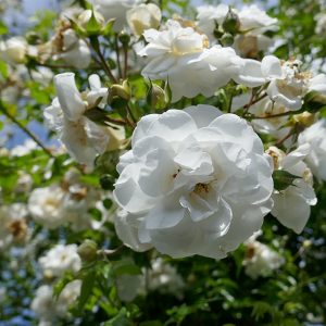 Sander's White Rambler