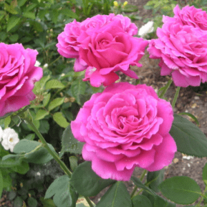 Stephen's Big Purple