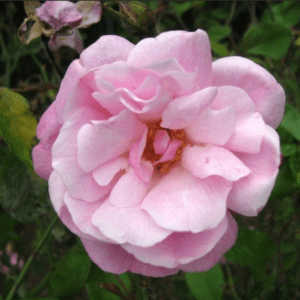 Old Blush (Parson's Pink China)