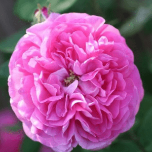 Cabbage Rose