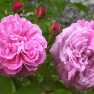 Gros Choux d'Hollande