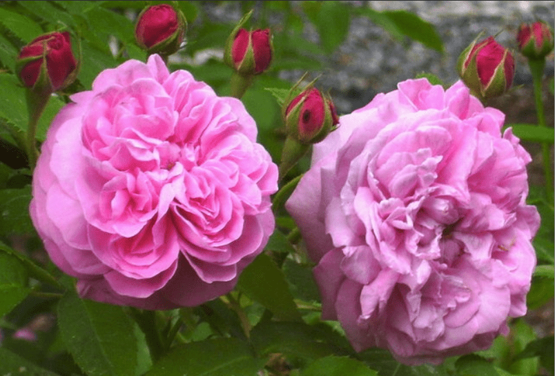 Gros Choux d'Hollande