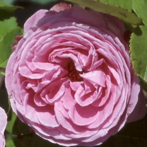 Reine Victoria (aka The Shell Rose)