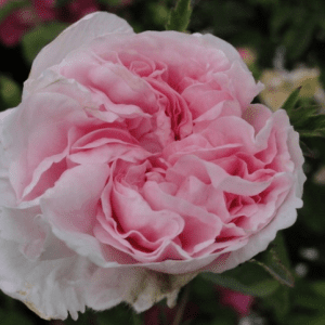 Rose de Meaux
