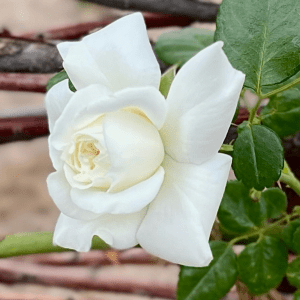 Fraulein Octavia Hesse