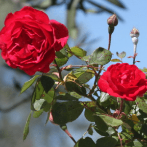 Paul's Scarlet Climber