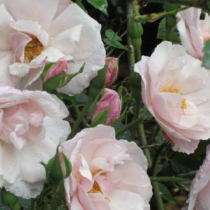 Souvenir de St. Anne's