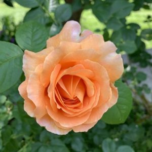 Yoshodama's Rose