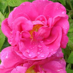 Apothecary's Rose (R. gallica officinalis)