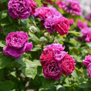 Baron Girod de l'Ain