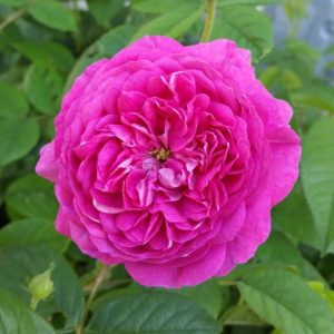 Carol's Favorite Gallica