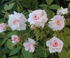 Cecile Brunner, Continuous Blooming, Cl