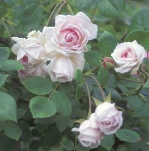 Champney's Pink Cluster