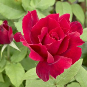 Christopher Stone Cl