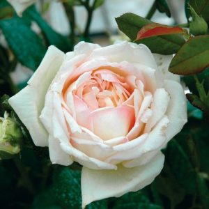 Comtesse de Cassagne