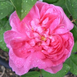 Pickering Four Seasons Rose