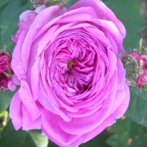 Ralph Moore's South African OGR