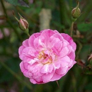 Redoute's Red Noisette