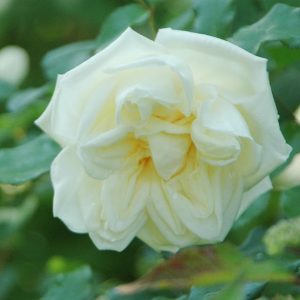 Westside Road Cream Tea