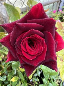 Black Baccara