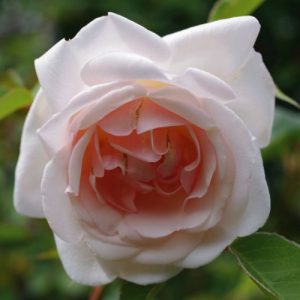 Mme Melanie Willermoz